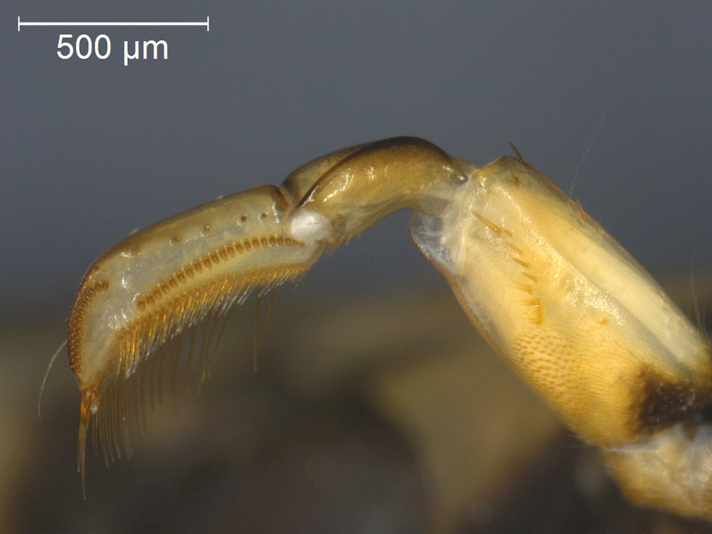 Callicorixa wollastoni